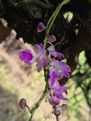 fox brush orchid (Aerides maculosa)