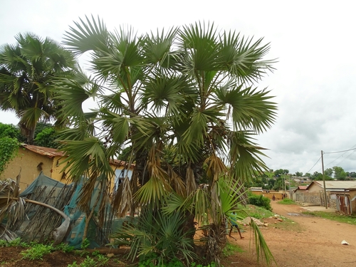doum palm