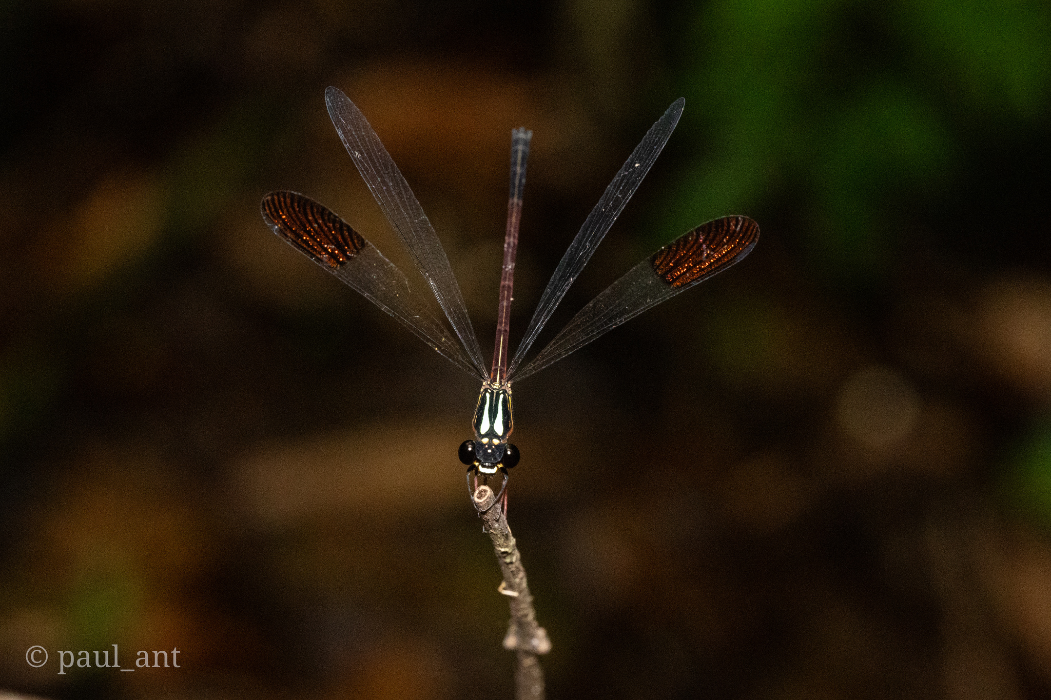 Malabar Satinwing