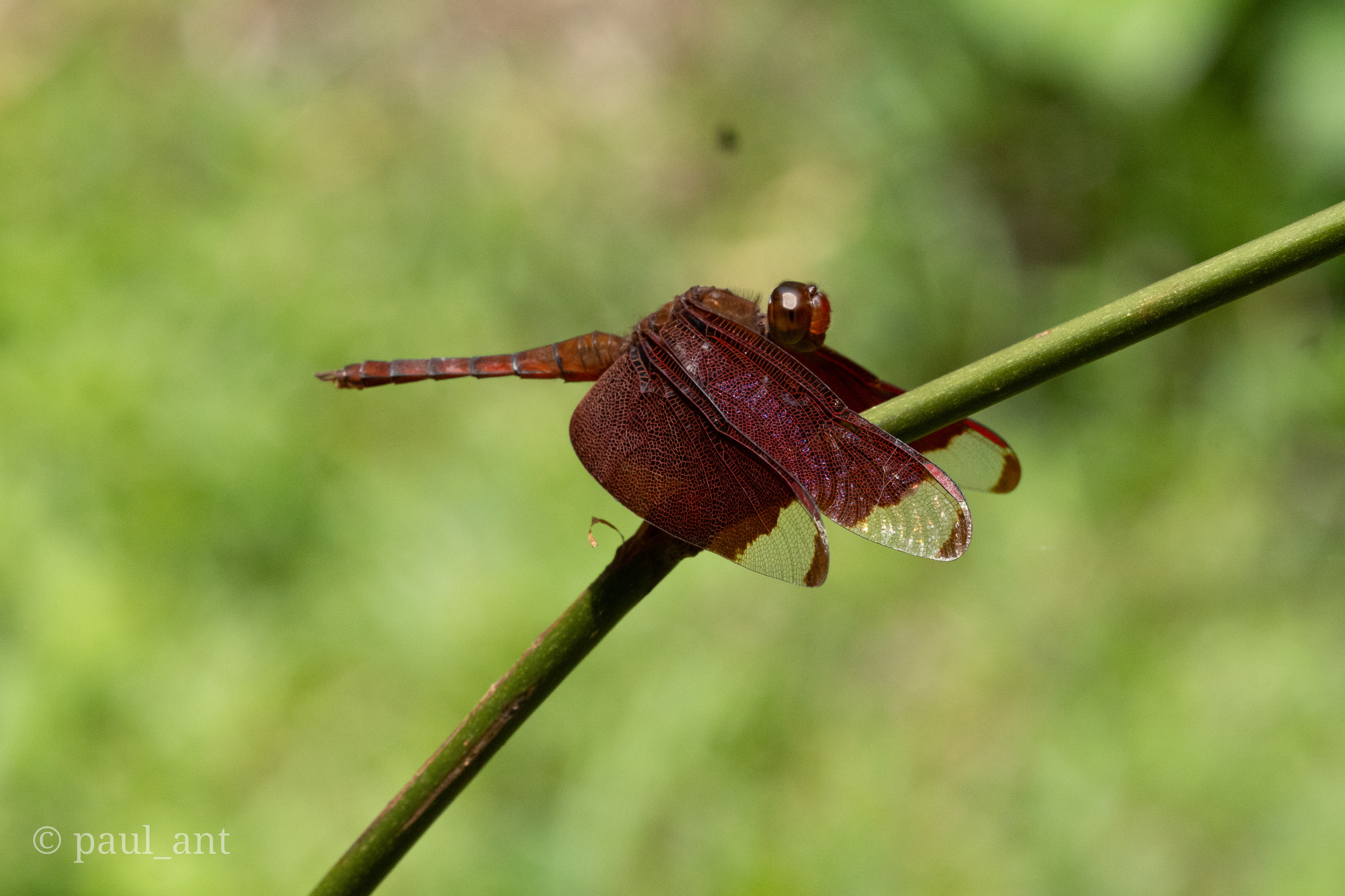 Fulvous Forest Skimmer