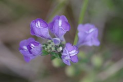 Scutellaria integrifolia