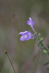 Scutellaria integrifolia