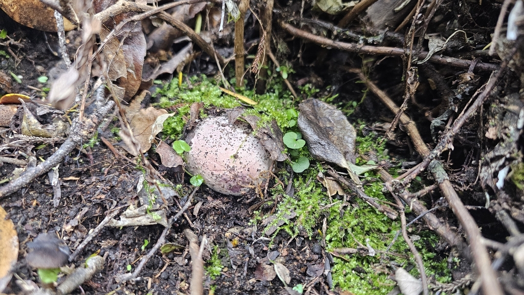 Claustula fischeri · June 2025 · photo: © henryahh (iNaturalist, cc0)