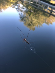 Tetragnatha versicolor