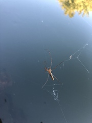 Tetragnatha versicolor
