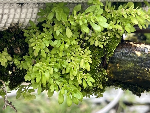 Pilea microphylla observed 2025-06-08