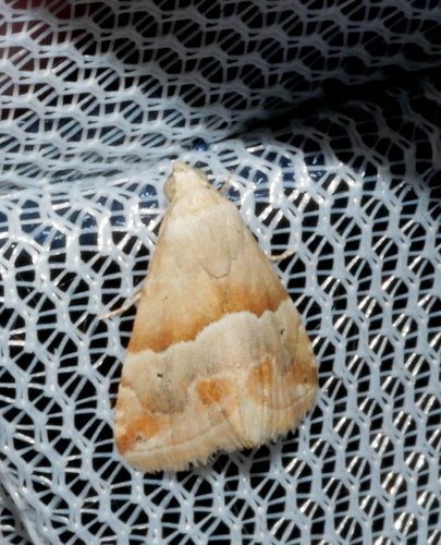 Eublemma parva