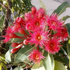 Corymbia ficifolia