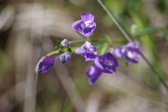 Scutellaria integrifolia