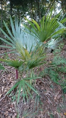 Trachycarpus ukhrulensis