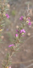 Muraltia ciliaris