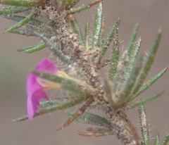 Muraltia ciliaris