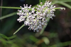 Asclepias longifolia image