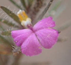 Muraltia ciliaris