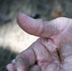 Prognathogryllus elongatus