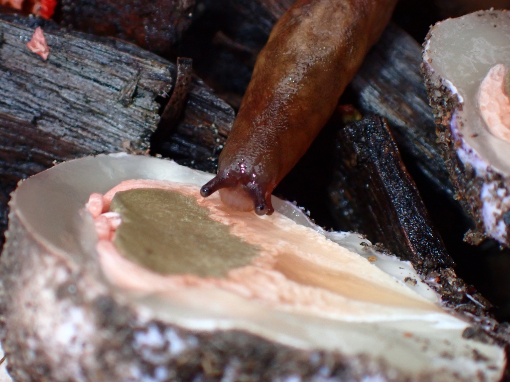 Tree Band Slugs Threeband Slugs from Central Coast NSW, Australia on May 18, 2025 at 01 ...