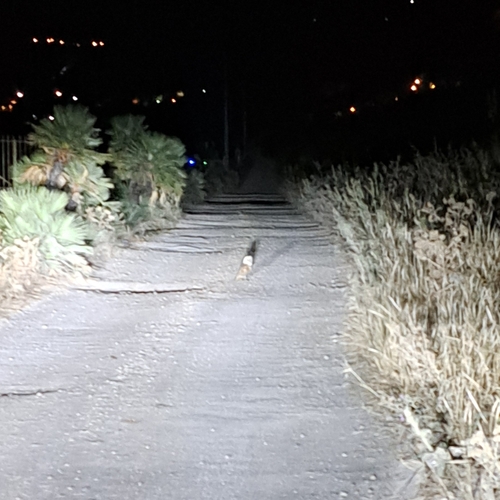 View observation of {o.common_name} on iNaturalist