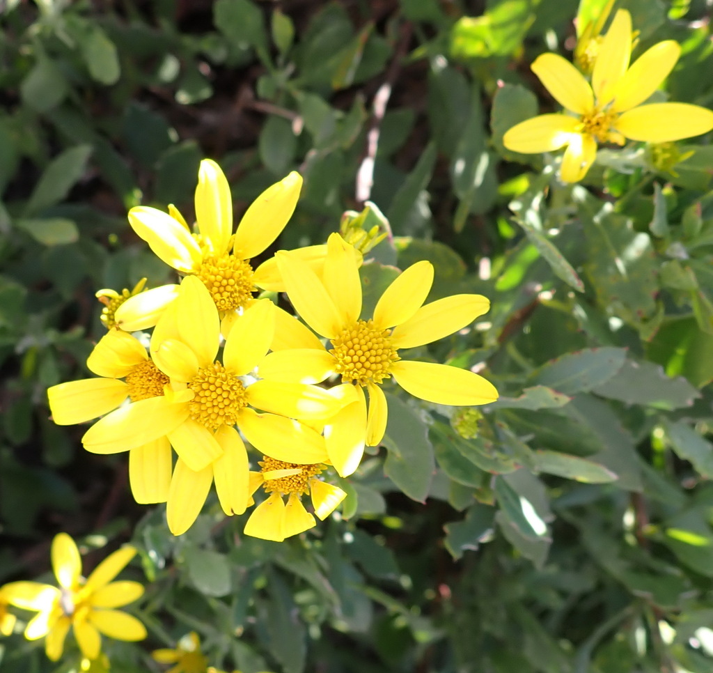 Bitou Flower Bietou from Diaz Beach, Die Voor Bay, Mossel Bay, 6506, South Africa on ...