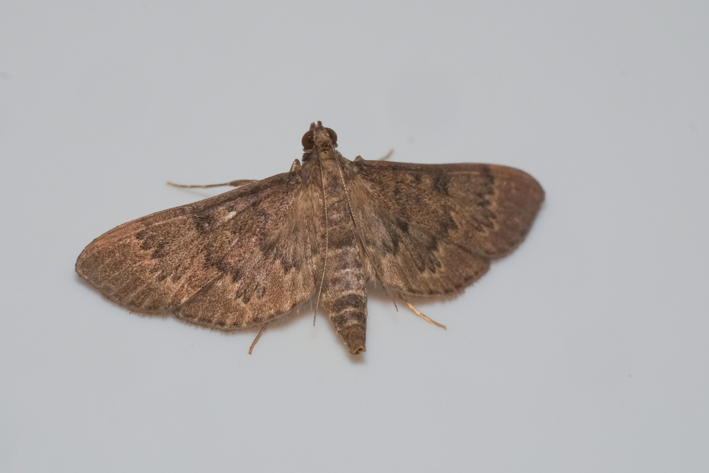 Tatobotys amoyalis