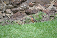 Turdus migratorius