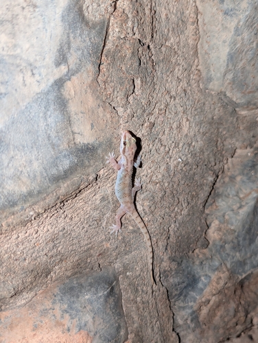 Luque’s Gecko, Hemidactylus luqueorum