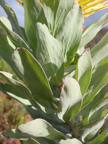 Image of Leucospermum formosum by (c) Nicola van Berkel, some rights reserved (CC BY-SA)