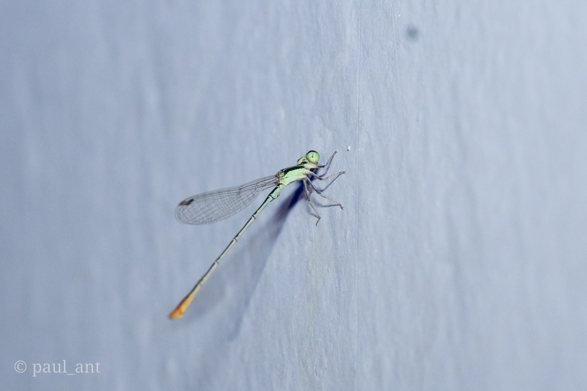 Pygmy Dartlet