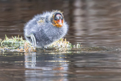 Red-Knobbed Coot photo 6