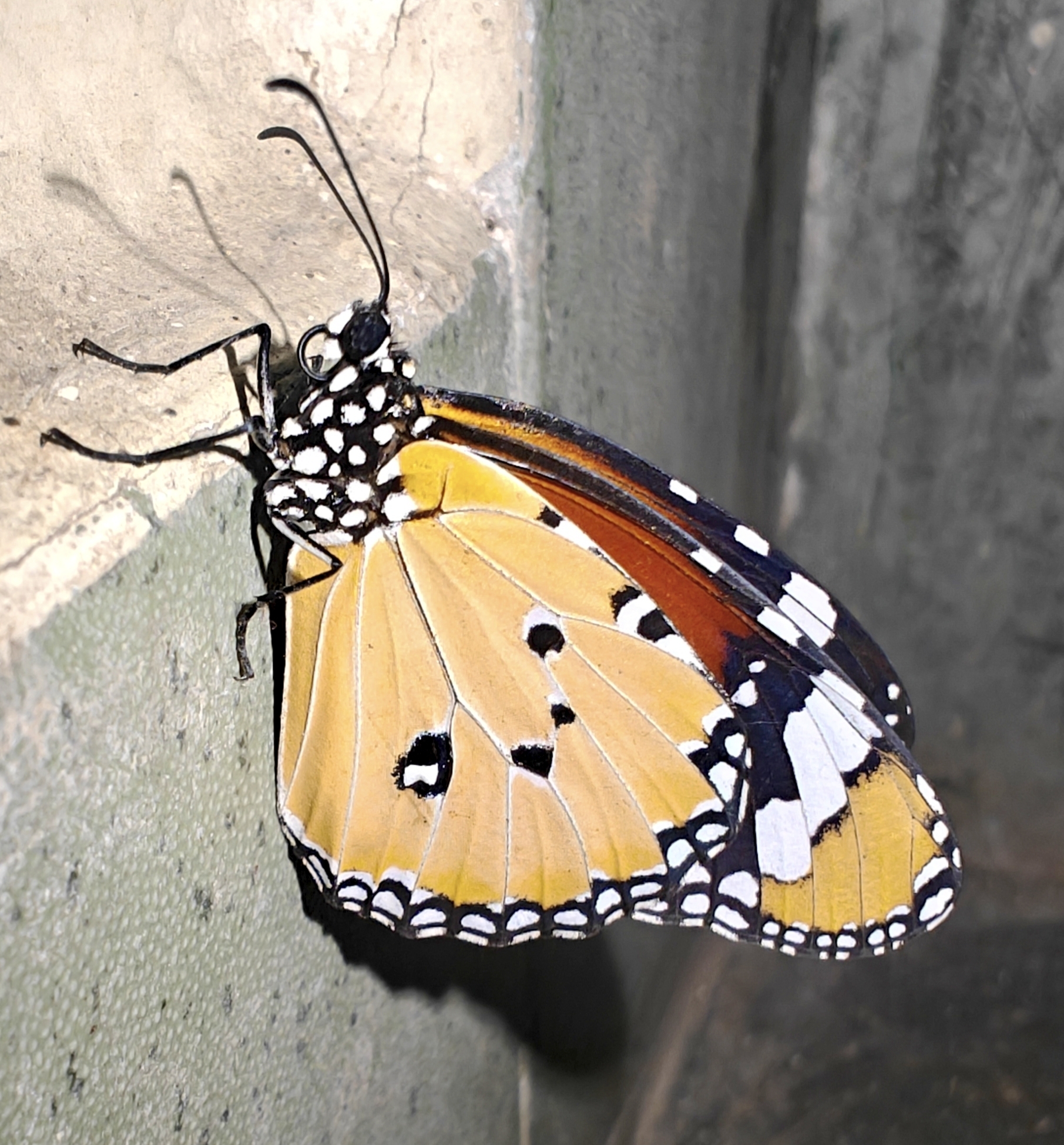 Plain Tiger