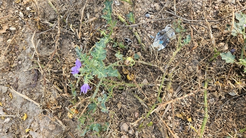 Surattense Nightshade