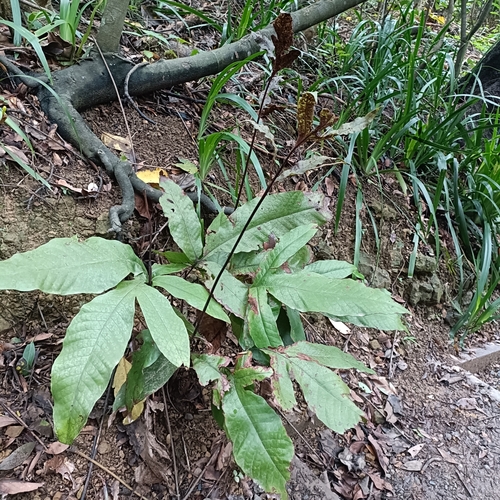 Tectaria harlandii (Tectaria harlandii)
