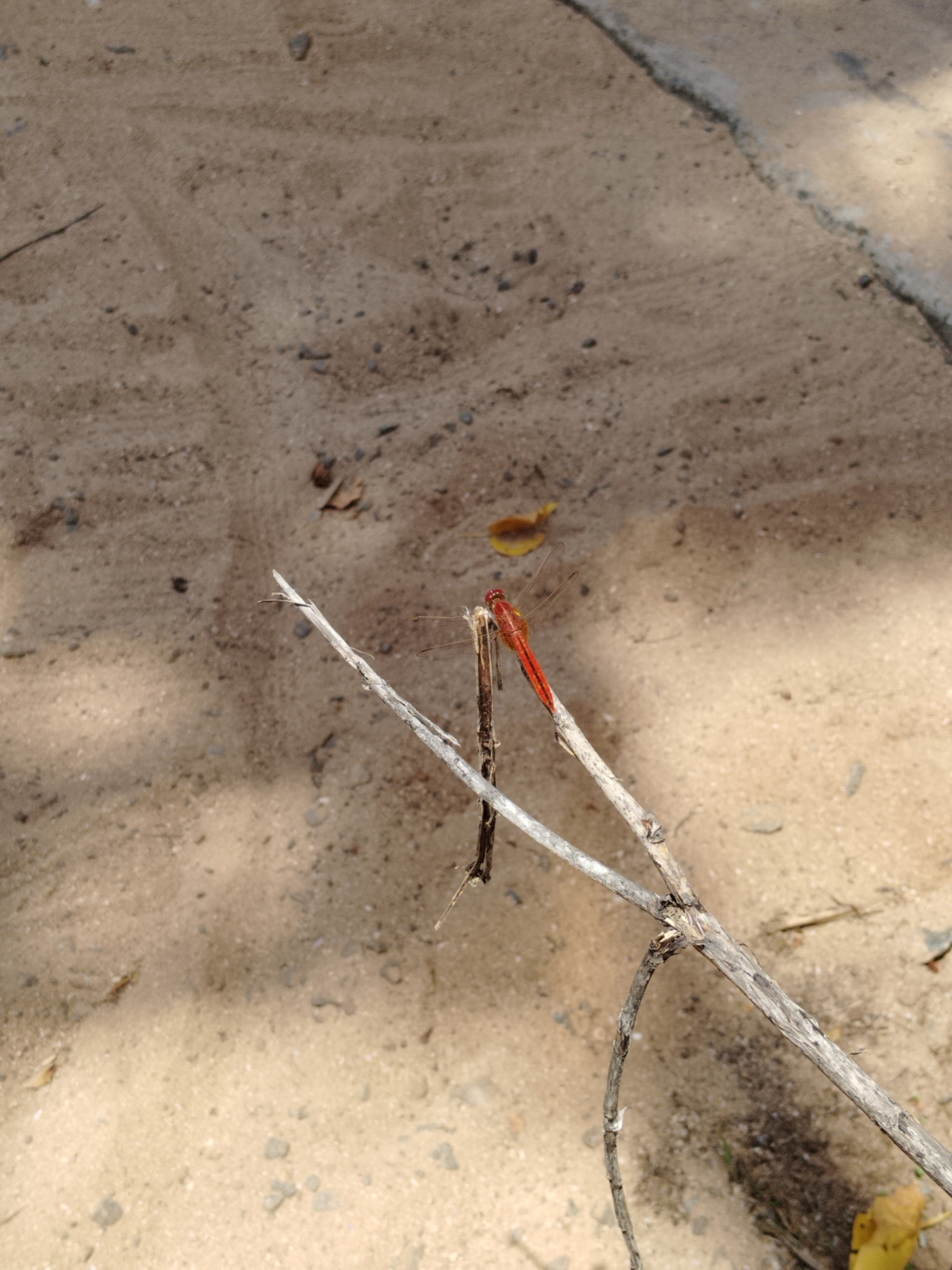 Scarlet Skimmer
