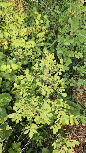Asian Spiderflower