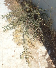 Capparis zoharyi