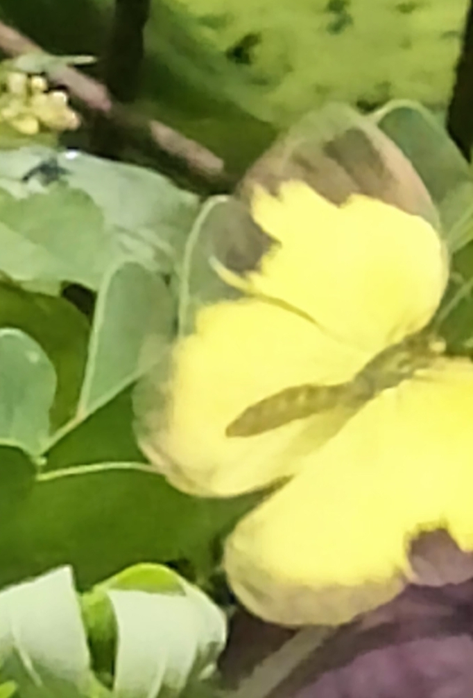 Common Grass Yellow