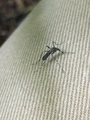 Aedes japonicus