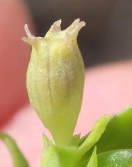 Carpacoce