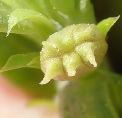 Carpacoce