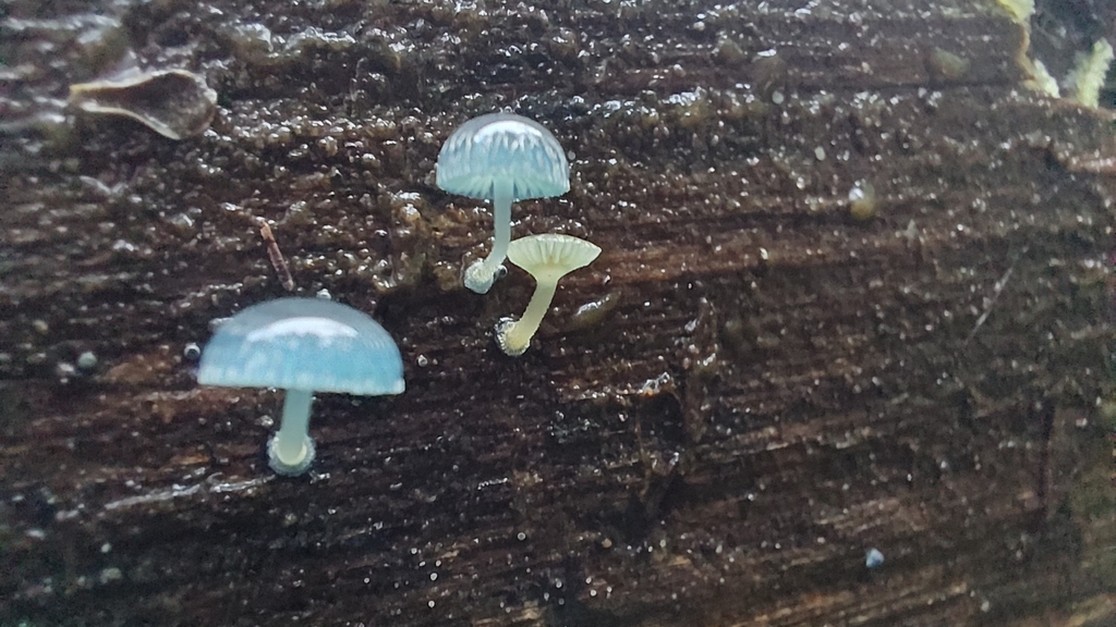 Mycena interrupta · June 2025 · photo: © tassietravelsblog (iNaturalist, cc0)