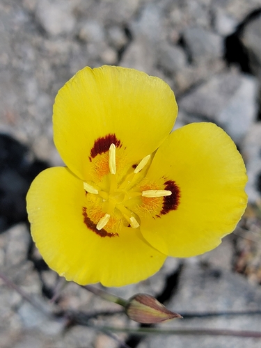 callahan's mariposa lily (Calochortus syntrophus)