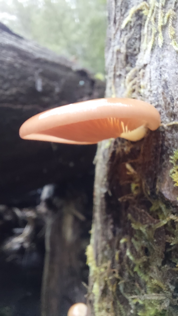 Scytinotus longinquus · June 2025 · photo: © tassietravelsblog (iNaturalist, cc0)