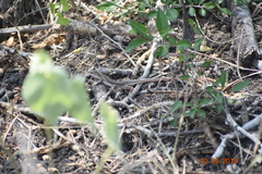 Aspidoscelis gularis