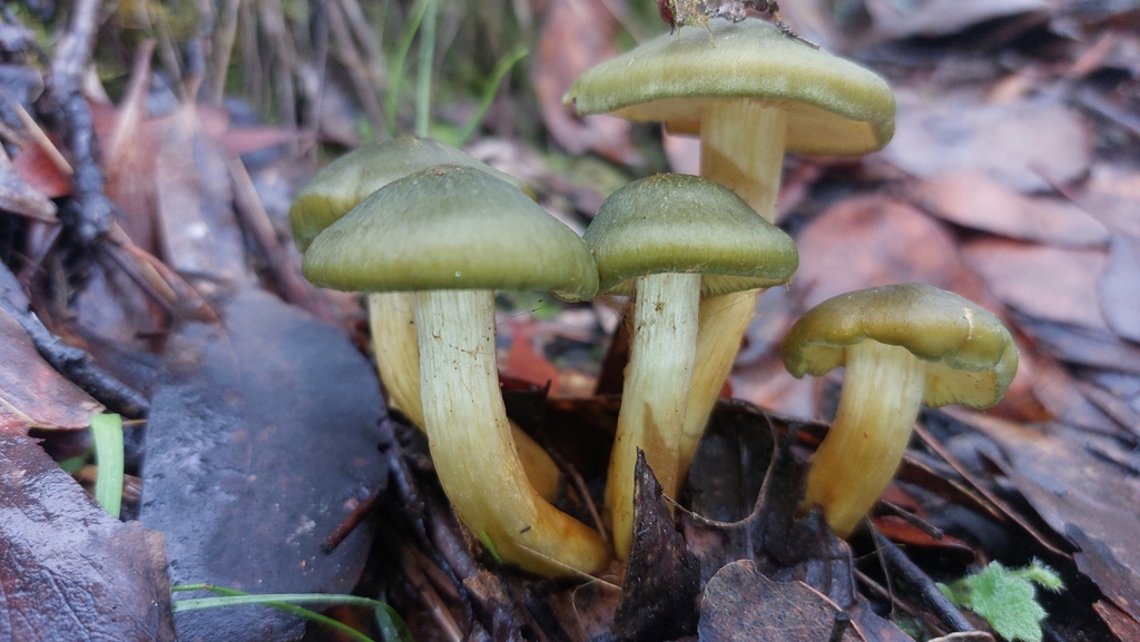Cortinarius austrovenetus · June 2025 · photo: © tassietravelsblog (iNaturalist, cc0)