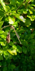 Argentagrion ambiguum