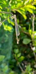 Argentagrion ambiguum