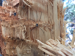 Leuronychus pacificus