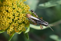 Phaedrotettix palmeri
