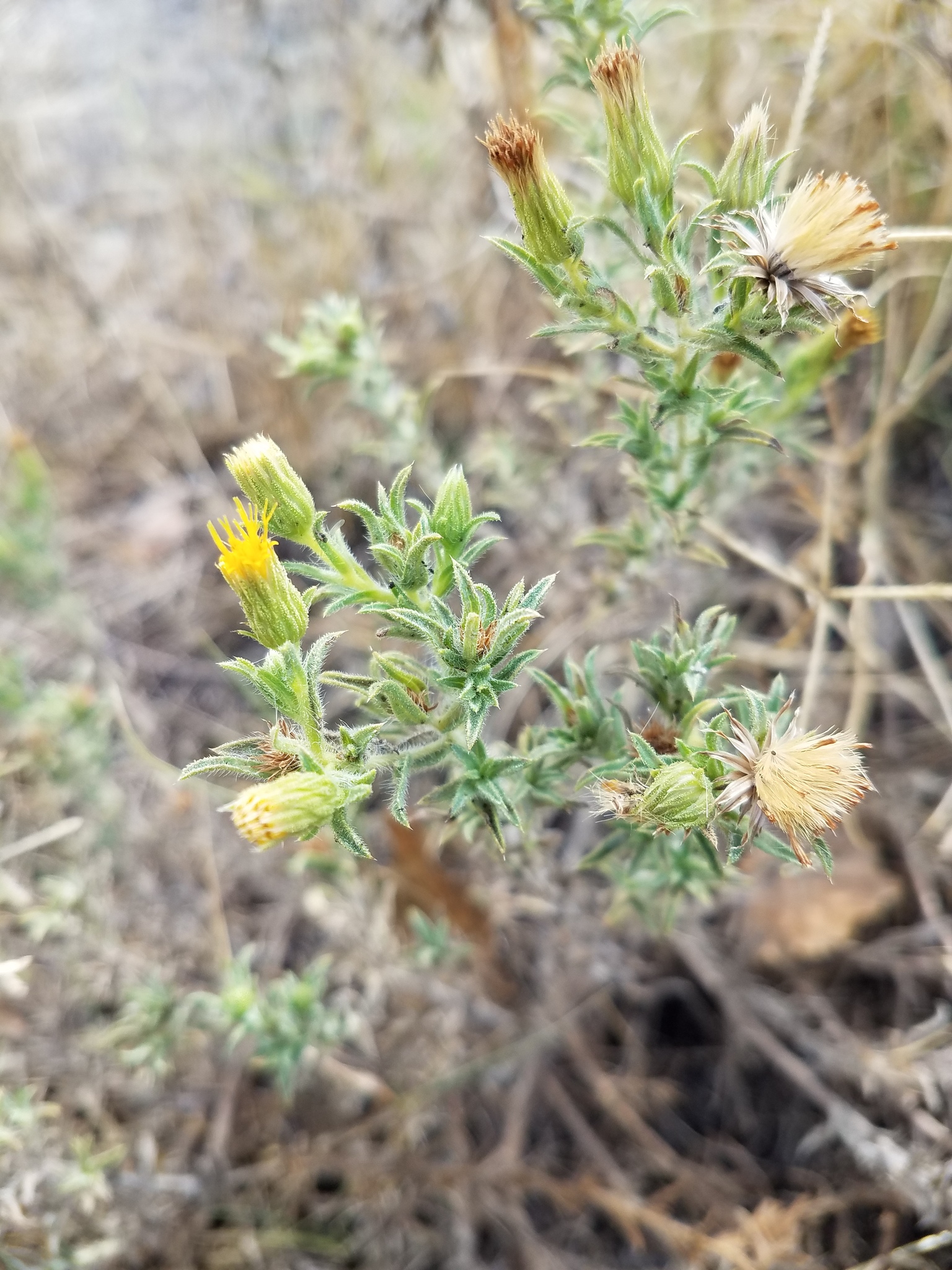 Heterotheca oregona var. compacta