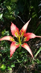 Lilium catesbaei image