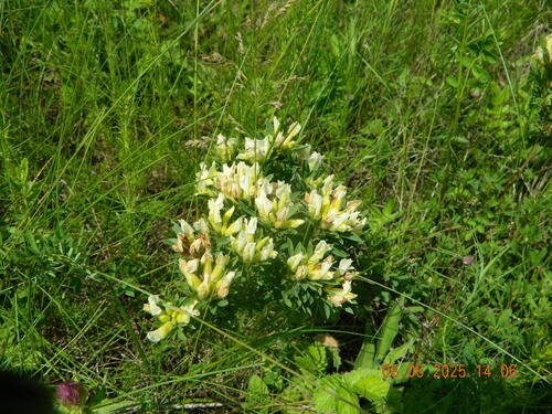 Chamaecytisus albus, photograph 6